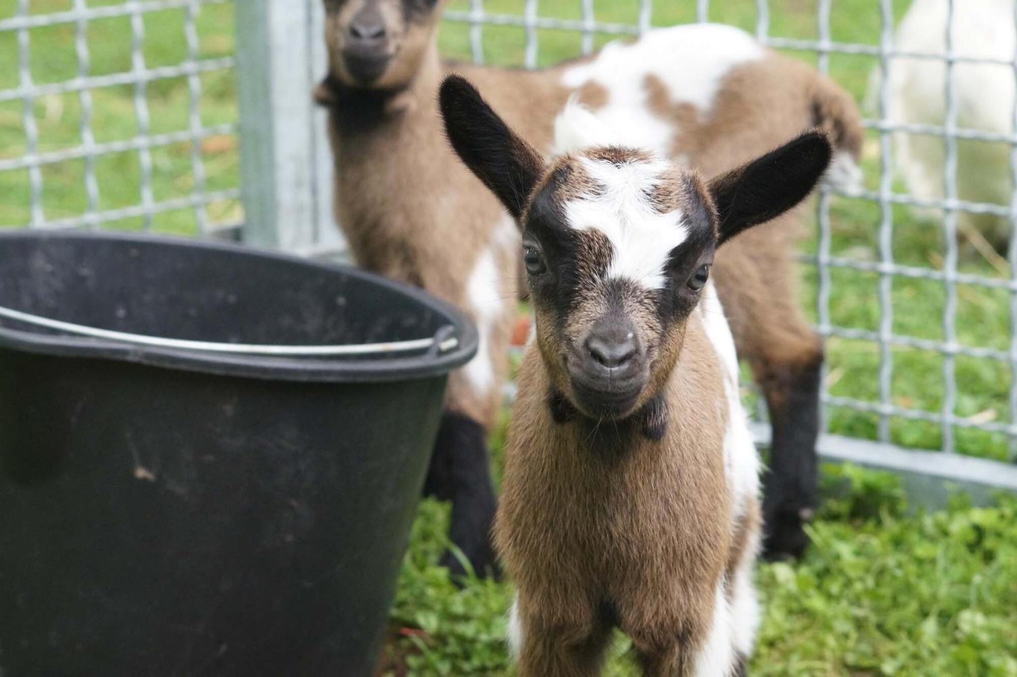 Insolites A La Ferme - Yourte, Kota Ou Pod Holiday home Farbus